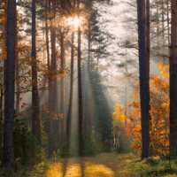 Photo of a forest in fall.